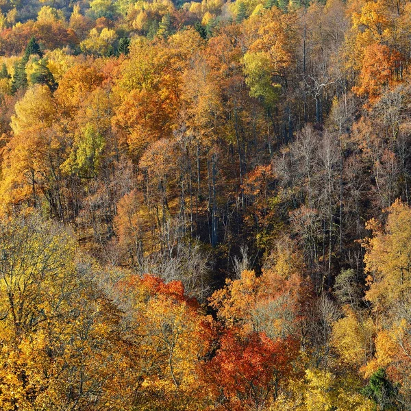 Kleurrijke forest hills in de herfst. — Stockfoto
