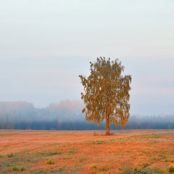 Colorido árbol solitario en el campo en otoño — Foto de Stock