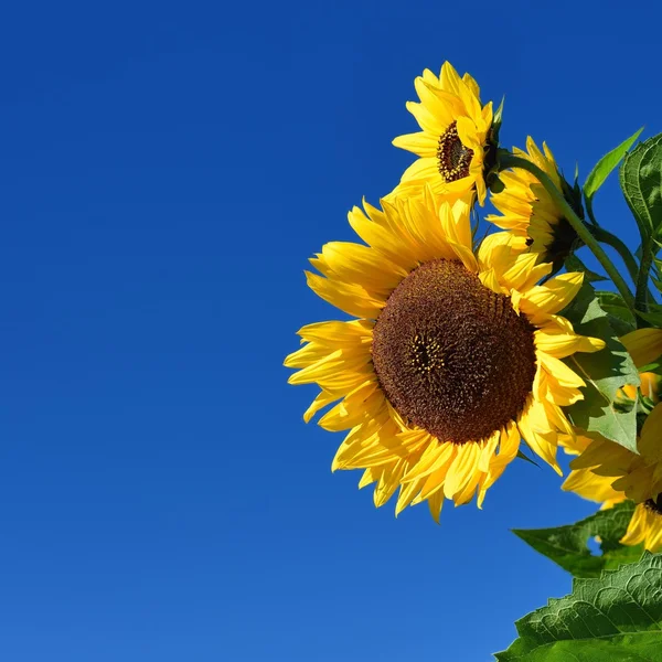 Sonnenblumen in Nahaufnahme vor dunkelblauem Himmel — Stockfoto