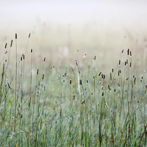 Gras im Morgennebel — Stockfoto