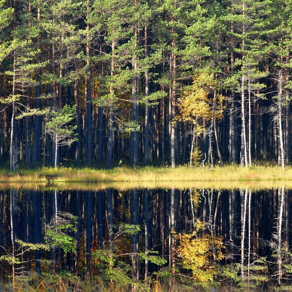 Autumn river Gauja in Sigulda — Stock Photo, Image