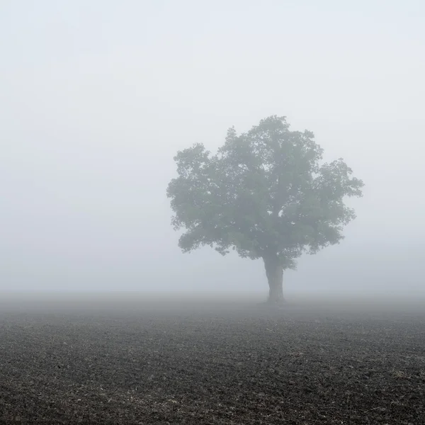 Lonely tree in the field — Stock Photo, Image