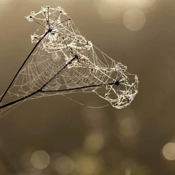 Güzel örümcek ağı — Stok fotoğraf