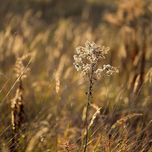 Grama no campo — Fotografia de Stock