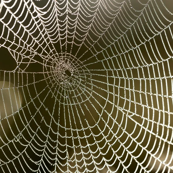 Hermosa tela de araña con gotas de agua de cerca — Foto de Stock