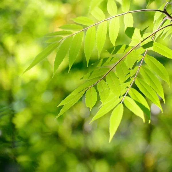 Green young leaves close-up — Stock Photo, Image