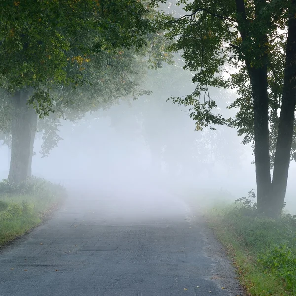 Stock image Strong beautiful fog in the forest