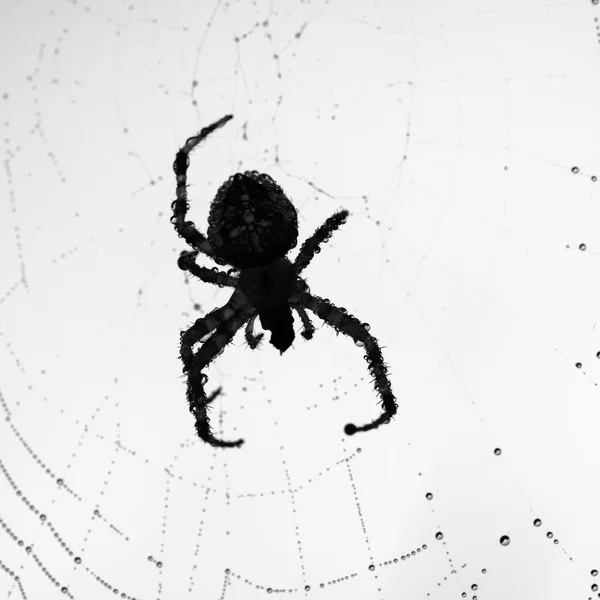 Spider sitting in his web in the morning — Stock Photo, Image