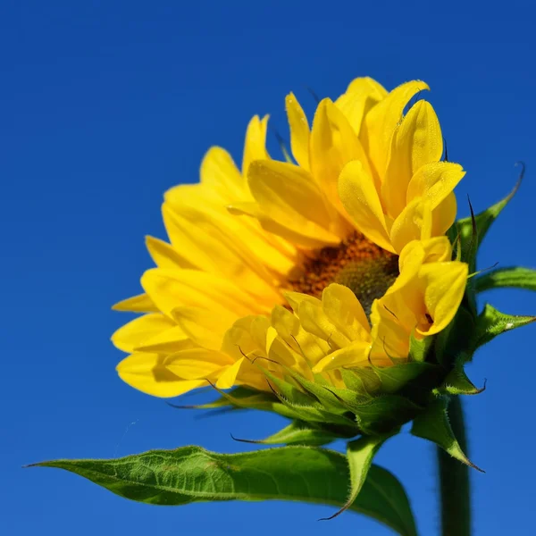 Gros plan sur tournesol contre ciel bleu foncé — Photo