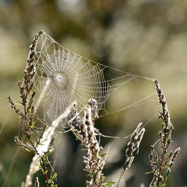 Beautiful spider web — Stock Photo, Image