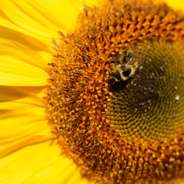 Girasol primer plano con la abeja sentada en él —  Fotos de Stock