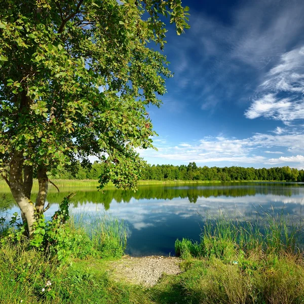 Дерево на березі озера в літо — Stockfoto