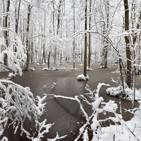 Foresr rivière en hiver — Photo