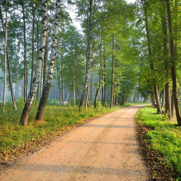 Road in the morning forest — Stock Photo, Image