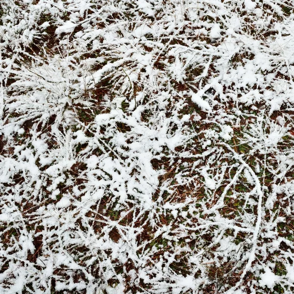 Première neige dans la forêt — Photo