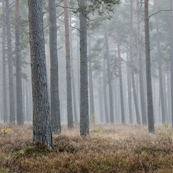 Una foresta mistica con nebbia — Foto Stock