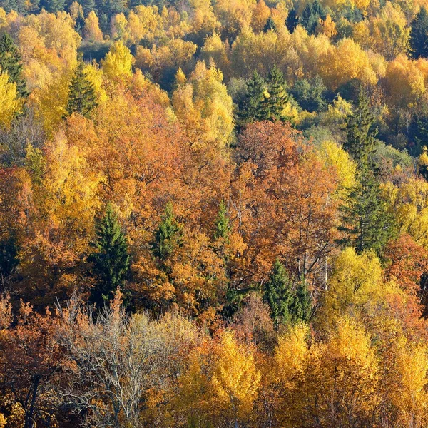 Färgglada forest hills i höst. — Stockfoto