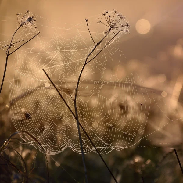 Krásný pavučina — Stock fotografie