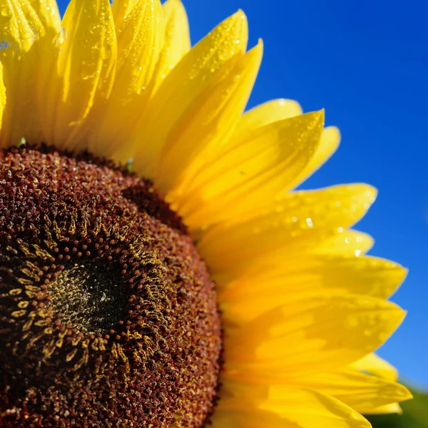 Sunflower close-up against dark blue sky — Stock Photo, Image