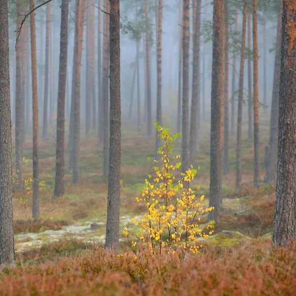 Fuerte niebla hermosa en el bosque — Foto de Stock