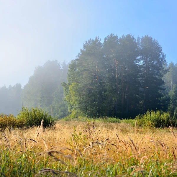 Campo rural cubierto de niebla matutina — Foto de Stock