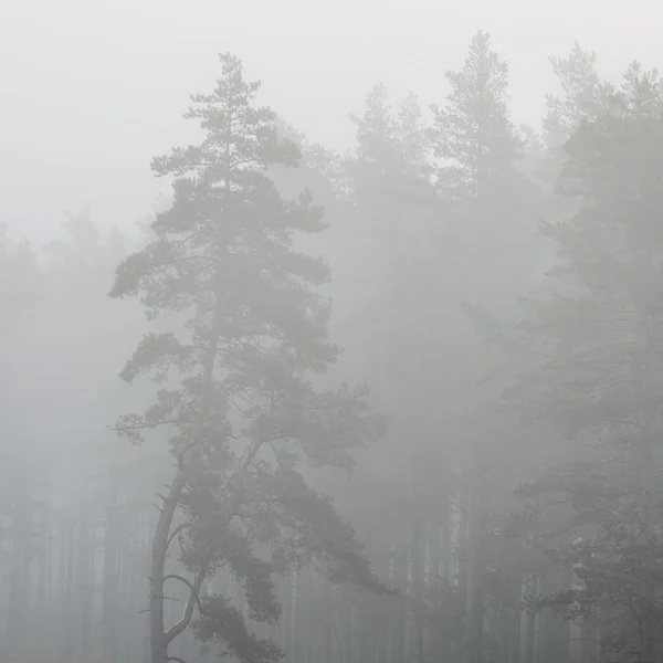 Ein mystischer Wald mit Nebel — Stockfoto