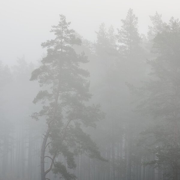 A mystical forest with fog