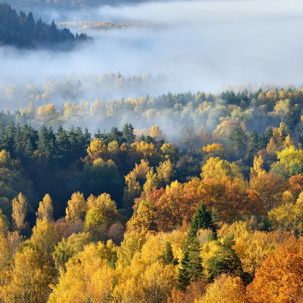 Coloridas colinas boscosas cubiertas de niebla — Foto de Stock