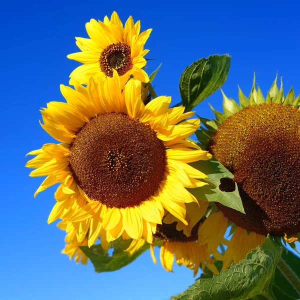 Sunflowers close-up against dark blue sky — Stock Photo, Image