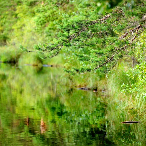 Orman nehir sahne — Stok fotoğraf