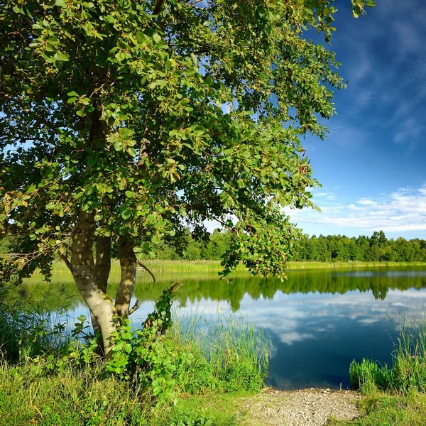 Yaz aylarında göl kıyısı ağaca — Stok fotoğraf