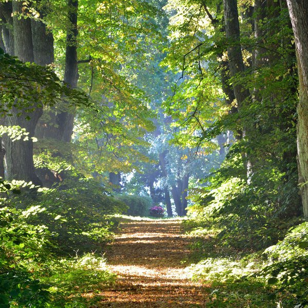 Дорога в красивом лесу утром