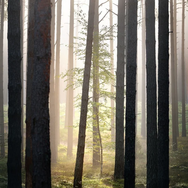 Strong beautiful fog in the forest — Stock Photo, Image