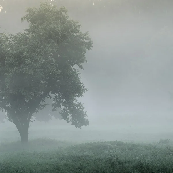 Mistik ağaç siluet sis içinde — Stok fotoğraf