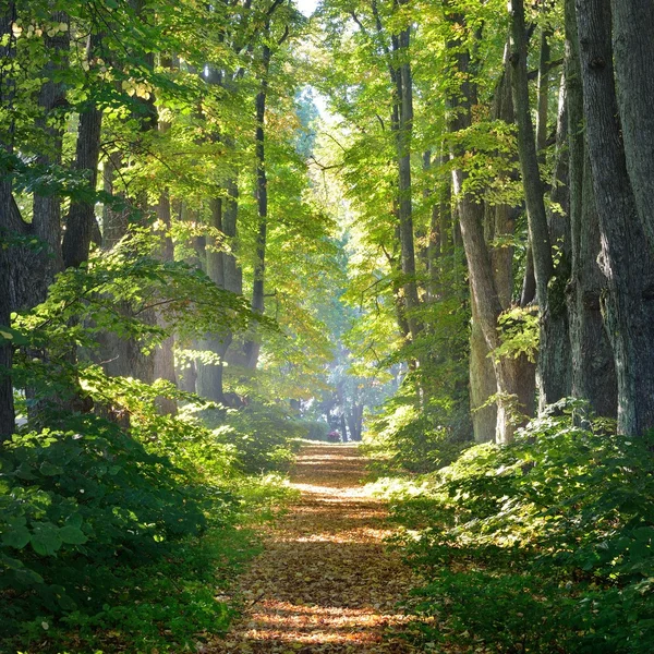 Rural gravel road (alley) through mighty green linden trees. Soft sunlight, sunbeams. Fairy forest landscape. Picturesque scenery. Pure nature. Art, hope, heaven, loneliness, wilderness concepts — Stock Photo, Image