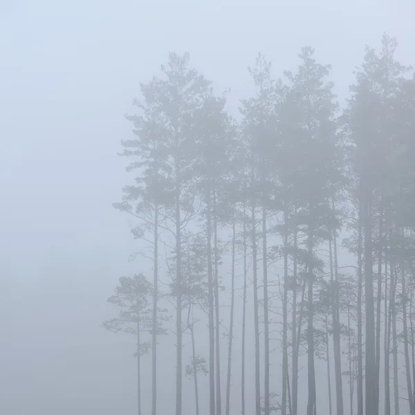 Uma floresta mística com nevoeiro — Fotografia de Stock