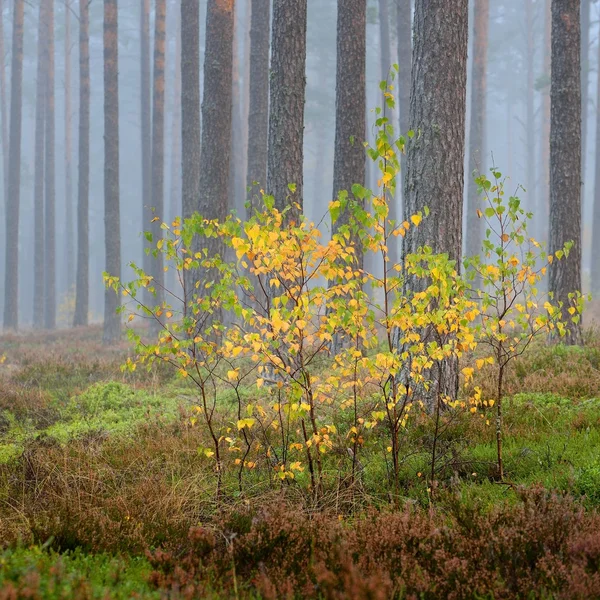 Strong beautiful fog in the forest — Stock Photo, Image