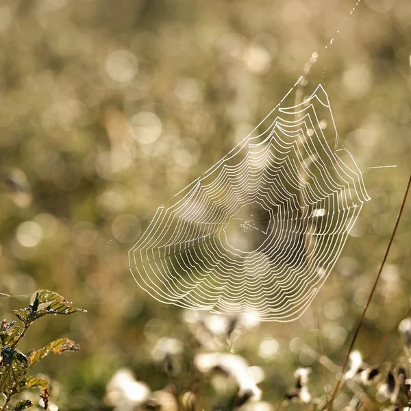 Hermosa tela de araña — Foto de Stock