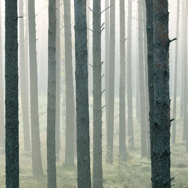 Forte nevoeiro bonito na floresta — Fotografia de Stock