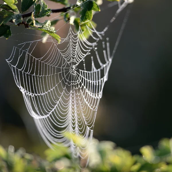 Hermosa tela de araña — Foto de Stock