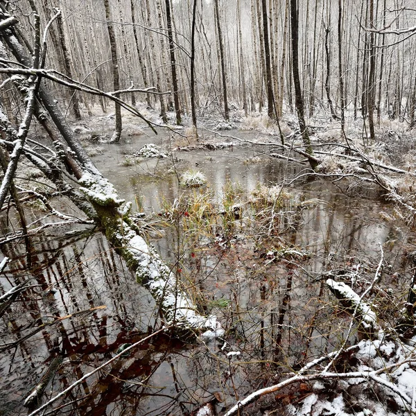 Foresr river in winter — Zdjęcie stockowe