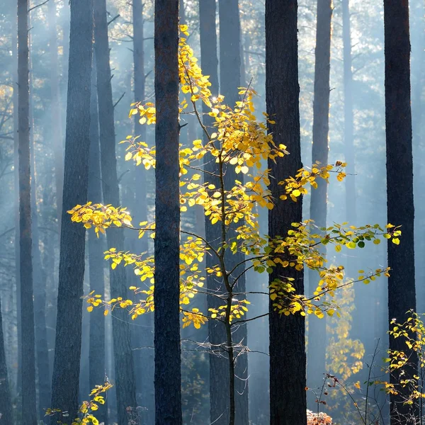 Forte nevoeiro bonito na floresta — Fotografia de Stock