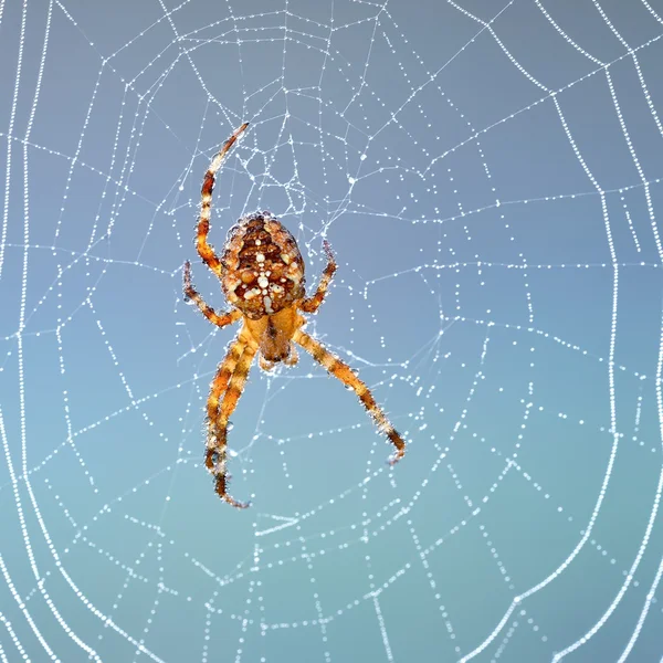 Spindel sitter i sin web på morgonen — Stockfoto