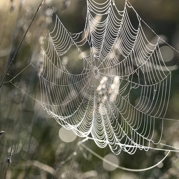 Mooi spinnenweb — Stockfoto