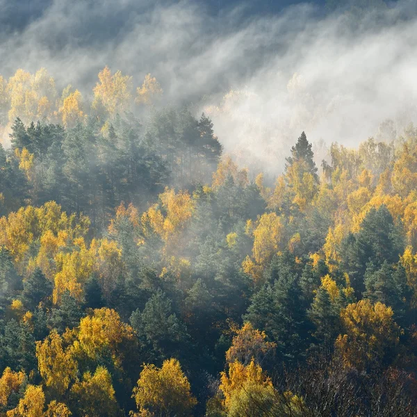 Färgglad skog kullar täckta med mist — Stockfoto