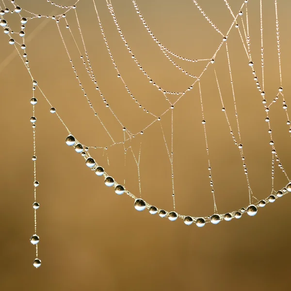 Güzel örümcek ağı — Stok fotoğraf