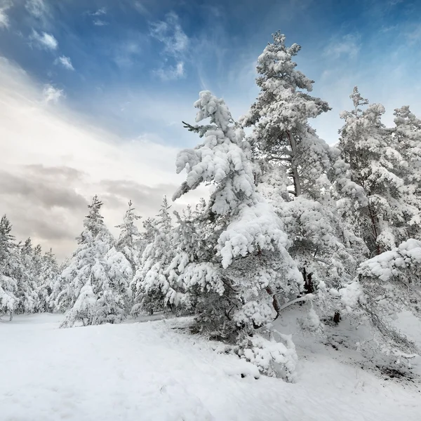 Vinterlandskap i snö — Stockfoto