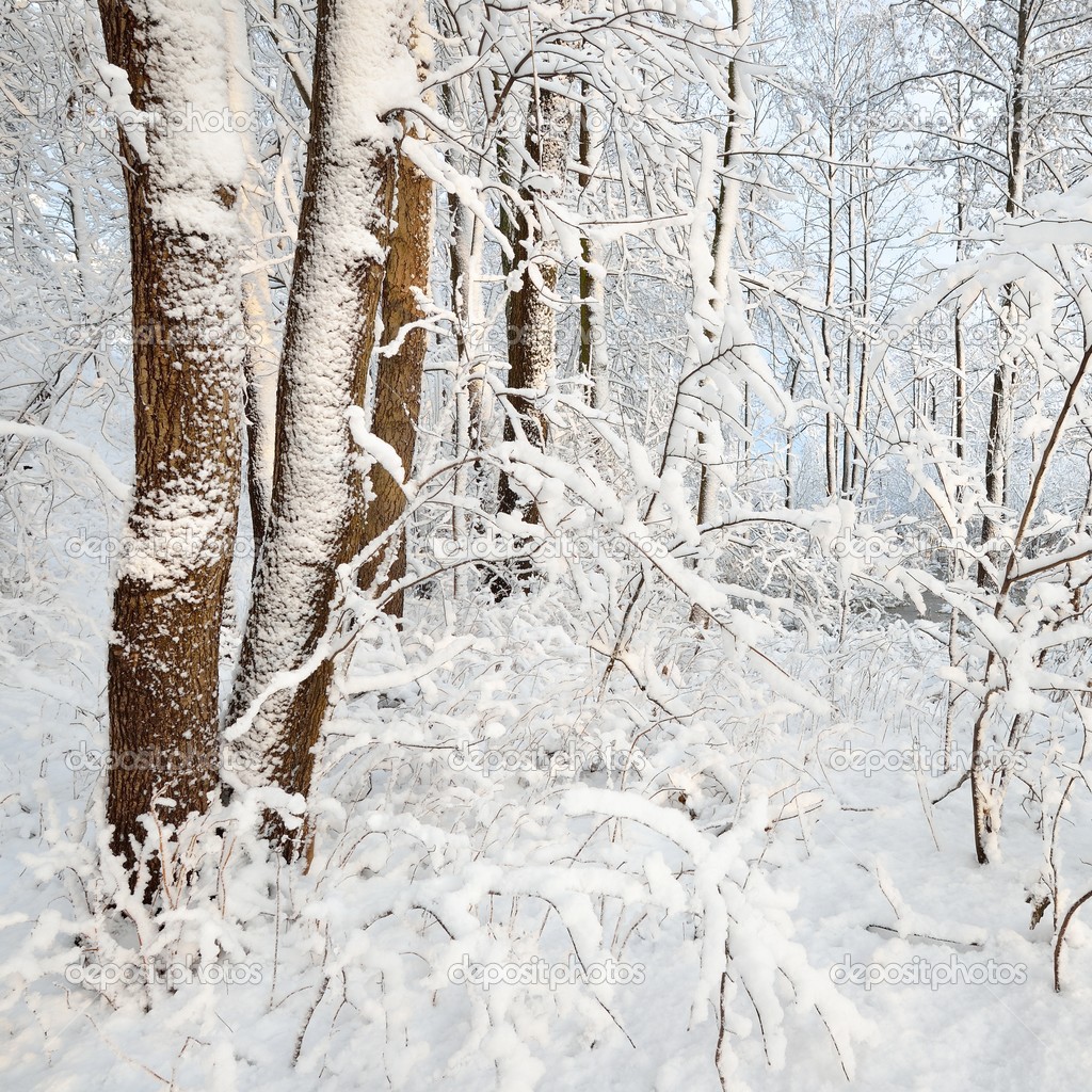 Winter wonderland in snow