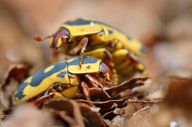 terrarium içinde çiçek scarabs (cetoniinae)