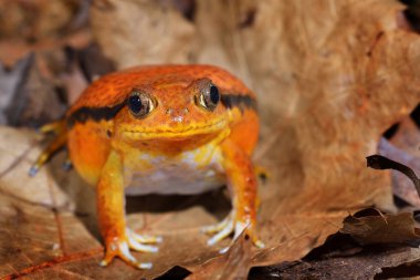 yanlış domates kurbağa dyscophus antongilii